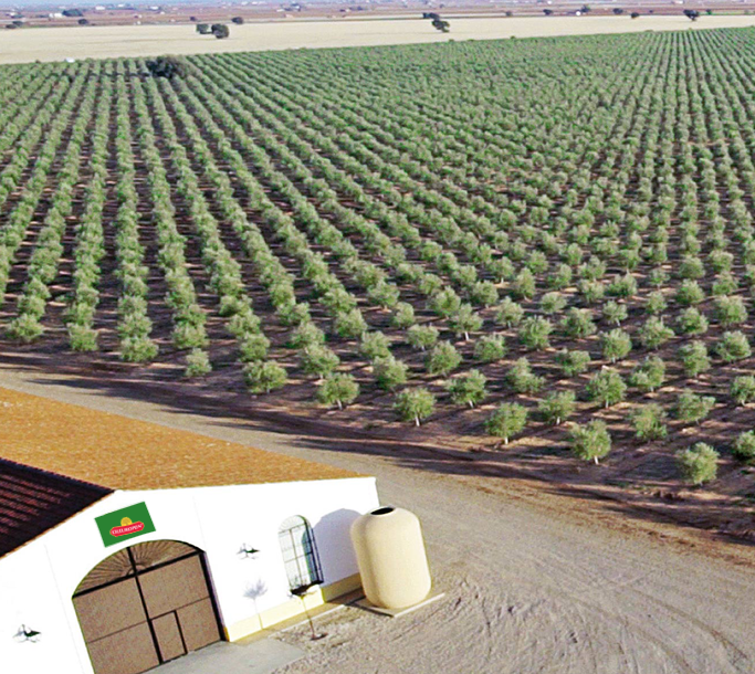 plantation